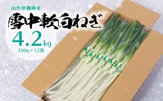 令和7年産　雪中軟白ネギ　4.2kg（350g×12袋）　山形県鶴岡産　【菅原 亮】 642992 - 山形県鶴岡市