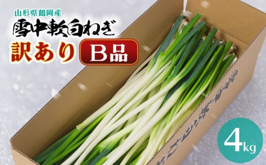 令和7年産　雪中軟白ネギ　B品 訳あり 4kg　山形県鶴岡産　【菅原 亮】 643004 - 山形県鶴岡市