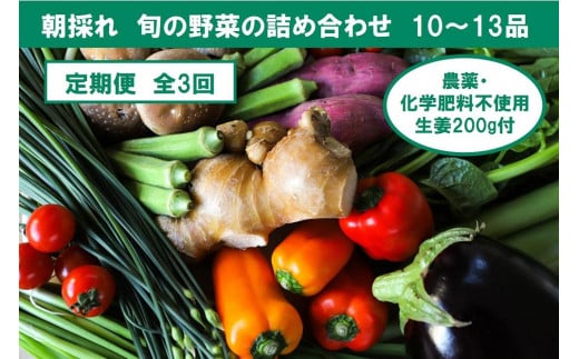 【定期便3回】旬の野菜の詰め合わせと栽培期間中農薬不使用の生姜200g付き 詰め合わせ 野菜セット 野菜 ギフト やさいセット お取り寄せグルメ 家庭用 旬野菜 新鮮 特産 農薬不要 食材 917204 - 高知県香美市