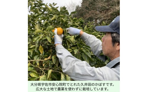 久井田農園のかぼす 5kg かぼす カボス 黄かぼす 黄カボス 柑橘 青果 くだもの 果物 フルーツ 大分県産 国産 