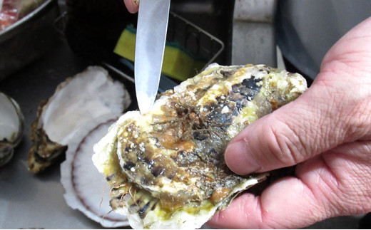 牡蠣 厚岸のブランド牡蠣 マルえもん Lサイズ 40個 生食用 [№5863-0841