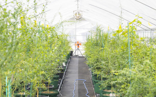 真祐丸ファームでは、尾鷲市内に構えたフィンファーライム専用ビニールハウスで大切に栽培しています。