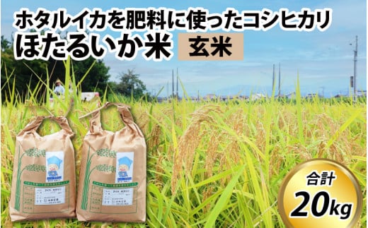 【訳あり】ほたるいか米（玄米20kg）【通年発送】 711894 - 富山県滑川市