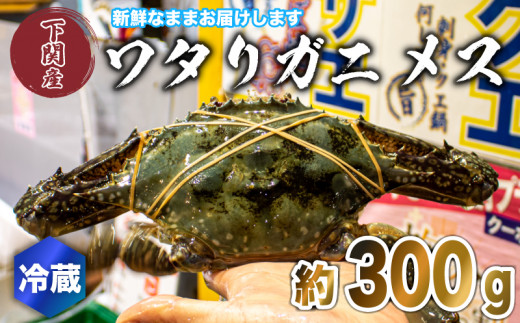 ワタリガニ メス 約300g 冷蔵 ガザミ 蟹 下関 唐戸市場 直送 冬季