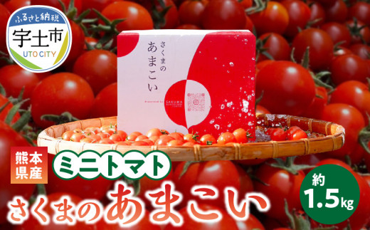 137-1　熊本県産　ミニトマト　約1.5kg　「さくまのあまこい」 637706 - 熊本県宇土市