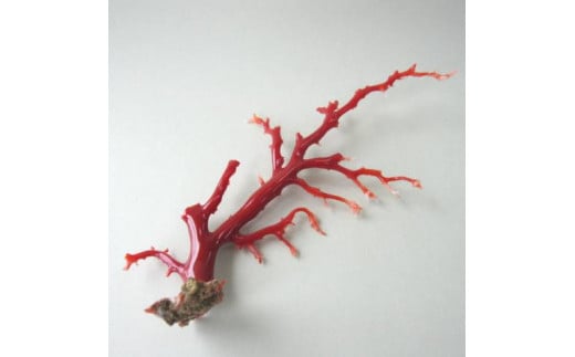 珊瑚職人館の珊瑚のルース（p9） 784817 - 高知県宿毛市