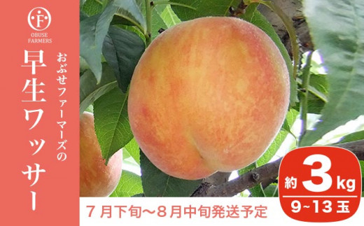 ワッサー約３kg 長野県産桃 クール便 硬めで桃の甘味とネクタリンの酸味な桃