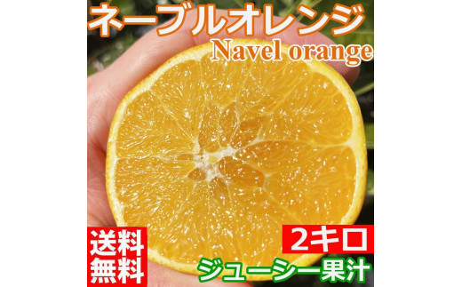 ネーブルオレンジ 国産オレンジ 1500g