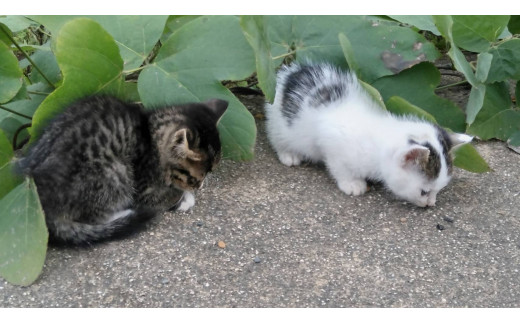 【返礼品なし】「てくてくさくらねこ」 地域猫活動支援【てくてくさくらねこの会】_KA1118 646945 - 福岡県宗像市