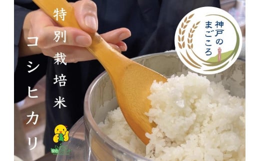 特別栽培米 神戸のまごころ コシヒカリ 精米　5kg 647417 - 兵庫県神戸市