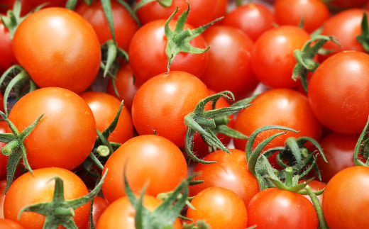 トマト本来の自然な甘みと旨味、程よい酸味とみずみずしさを味わえる新品種「べにすずめ」
