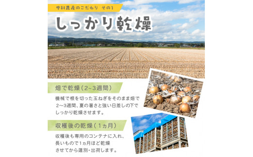 北海道北見市のふるさと納税 【2024年11月中お届け】北海道北見産 玉ねぎ 10kg ( 野菜 たまねぎ タマネギ 玉葱 玉ねぎ 甘い Lサイズ 10キロ 玉ねぎ生産量日本一 )【002-0001-2024】