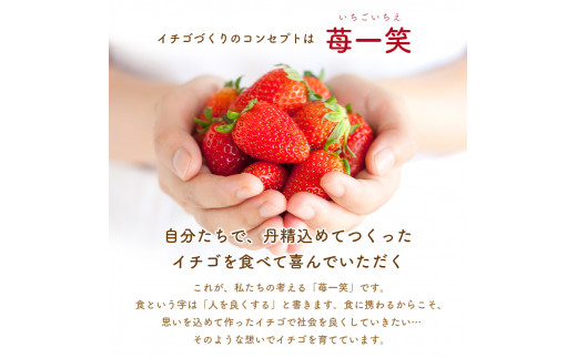 熊本たまな産 イチゴ 恋みのり 約1000g （250g×4パック） 熊本県 玉名市 いちご 生産量 西日本 1位