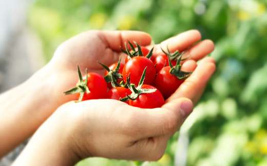 肥料濃度を抑えた低EC栽培でトマト本来の味を引き出し、ミネラルをたっぷり与えることで味わい深いトマトに仕上がっています。