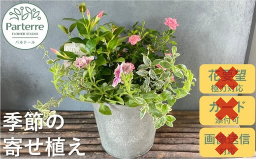 5月10日着[母の日用]花屋が贈る季節の寄せ植え鉢※5/1までの決済が必要です