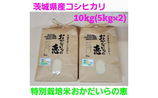 令和5年産 コシヒカリ10kg（5kg×2）特別栽培米『おかだいらの恵』 1272764 - 茨城県美浦村