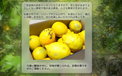 EA6021n_【訳あり・ご家庭用】完熟 レモン 2kg 皮までご使用いただける