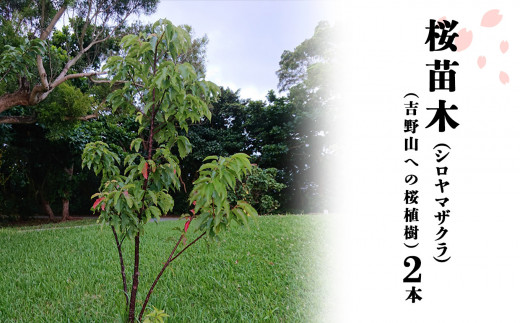 桜苗木（シロヤマザクラ）2本（吉野山への桜植樹） 403895 - 奈良県吉野町