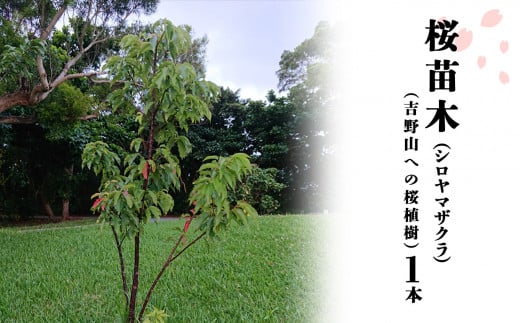 桜苗木（シロヤマザクラ）1本（吉野山への桜植樹） 401425 - 奈良県吉野町