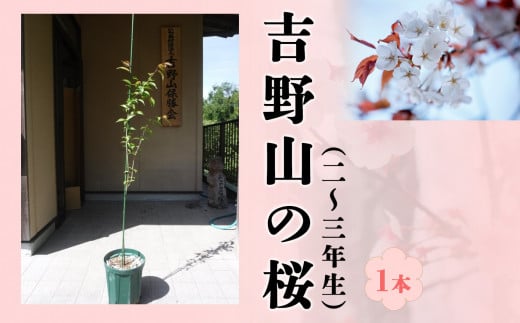 吉野山の桜の苗木　１本（二～三年生）
