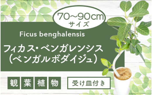【観葉植物】フィカス・ベンガレンシス(ベンガルボダイジュ)70cm～90cm(弓指園芸/A-255)