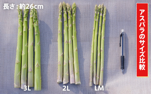 【先行予約】　朝採り直送　春芽グリーンアスパラガス（３L）１kg　BT01