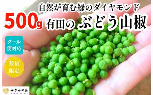 ぶどう山椒 500g 実山椒 生山椒 クール便対応 和歌山県産