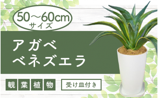 観葉植物】アガベベネズエラ50~60cm(弓指園芸/014-1360) 南国鹿児島県