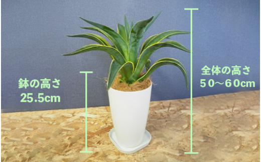 観葉植物】アガベベネズエラ50cm~60cm(弓指園芸/014-1360) 南国鹿児島県で育った 観葉植物！植物 鉢付 インテリア 室内 オフィス  おしゃれ プレゼント ギフト 開店祝い 移転祝い マイナスイオン【配送不可地域：北海道・沖縄県・離島】 - 鹿児島県指宿市｜ふるさと ...