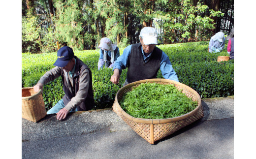 茶畑での作業風景