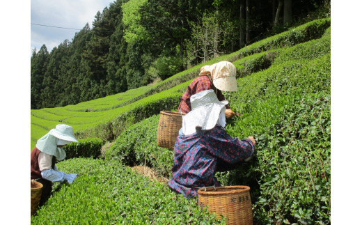 茶畑での作業風景