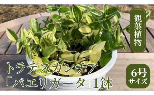  【 観葉植物 】 トラデスカンチア 「 バエリガータ 」 1鉢 ( 6号サイズ ) ガーデニング 室内 植物 花 鉢 緑 トラカン