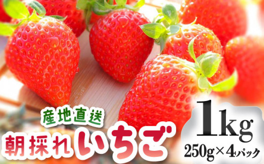 恋みのり 長崎県産 いちご 2kg（250g×8パック）フルーツ 果物 イチゴ