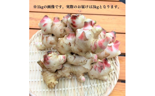 変更OK ふるさと納税 京都産 新生姜 3kg[ 生姜 栽培期間中農薬・化学