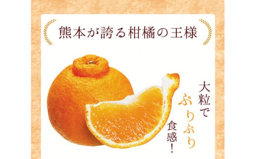 デコポン缶詰10缶入り《60日以内に順次出荷(土日祝除く)》熊本県 葦北郡 津奈木町 あしきた農業協同組合 JAあしきた 柑橘 デコポン フルーツ  果物 缶詰 送料無料|株式会社ローカル