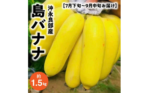 【先行予約／1.5kg】完全自然栽培「沖永良部島の島バナナ1.5キロ」（2023年7月下旬～9月中旬発送）