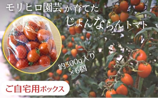 モリヒロ園芸が育てたじょんならんトマト（ご自宅用ボックス） 657570 - 香川県観音寺市