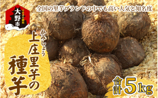日本の美味い里芋を栽培！上庄里芋の種芋 5kg[B-001005]