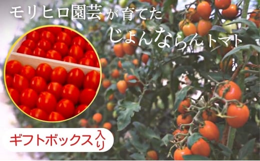 モリヒロ園芸が育てたじょんならんトマト（ギフトボックス入り） 657571 - 香川県観音寺市