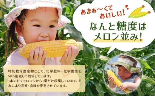 熊本県産 スイートコーン 4kg 高糖度 朝採り 新鮮 とうもろこし