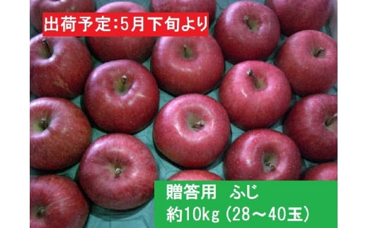 贈答用ふじ 約10kg（28～40玉）