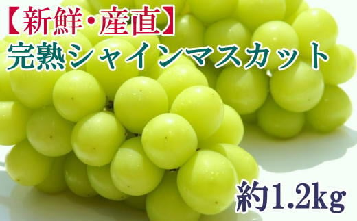 【新鮮・産直】和歌山かつらぎ町産 完熟シャインマスカット 約1.2kg  ぶどう ブドウ マスカット 果物 くだもの フルーツ 【tec923A】 1525592 - 和歌山県すさみ町