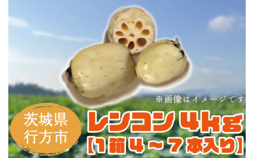 EG-3 【先行予約】レンコン4kg 659672 - 茨城県行方市