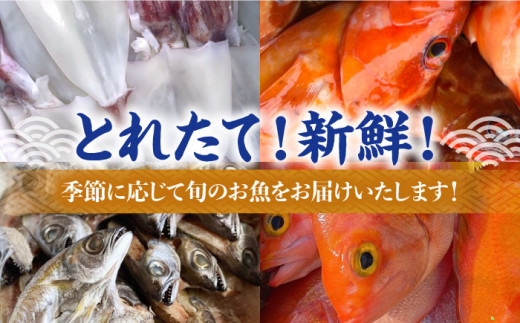 ハイクォリティ ふるさと納税 長崎県 壱岐市 【全12回定期便】ひものや