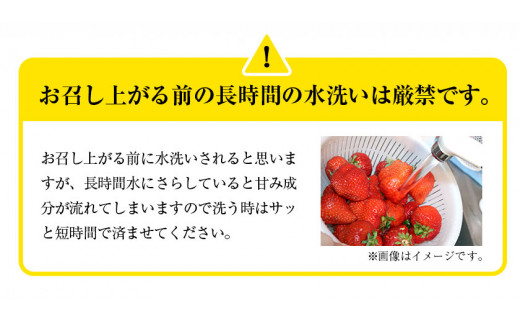 先行予約】 あまおう いちご 1620g (約270g×6パック) 苺 送料無料 【着