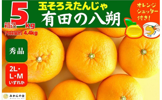 八朔 (はっさく) 秀品 玉ぞろい 箱込 5kg(内容量約 4.4kg) 2L L Mサイズのいずれか 和歌山県産  産地直送【おまけ付き】【みかんの会】|株式会社みかんの会