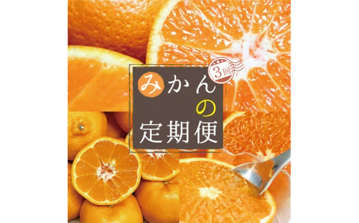 【3か月定期便】人気の柑橘を集めた♪ みかんの定期便 / みかん ミカン 柑橘 オレンジ 果物 くだもの フルーツ フルーツ定期便 和歌山