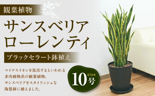 観葉植物  サンスベリア  ローレンティ 10号 ブラックセラート 鉢植え インテリア 【180pt】 661037 - 長崎県大村市