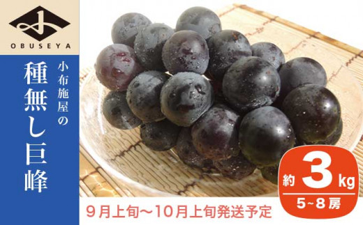 長野県産 種無し巨峰 約3kg 5～8房 ［小布施屋］2023年9月上旬～10月