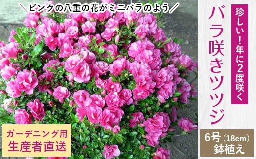 珍しい!年に2度咲くバラ咲きツツジ6号(18cm)鉢植え  (ガーデニング用)【1007745】 742593 - 三重県鈴鹿市